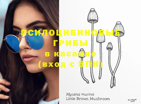 прущие грибы Абаза
